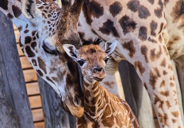 Schwerin: Giraffen-Nachwuchs im Zoo geboren – zweites Jungtier für Kahlua