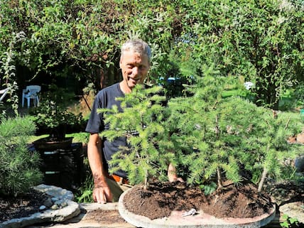 Ein Bonsai-Paradies